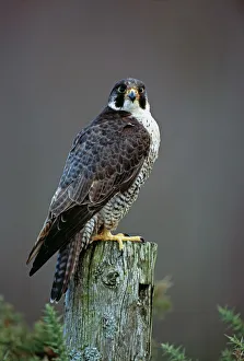 Bird Prints: Peregrine Falcon Print, Scotland Winter Landscape