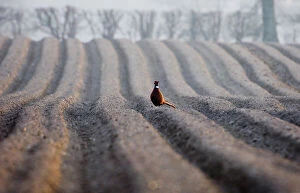 Habitat Gallery: Pheasant male on recently ploughed field late winter Holt Norfolk