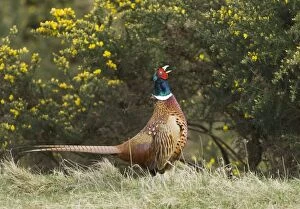 Images Dated 26th April 2006: Pheasant Phasianus colchicus male calling Northumberland spring