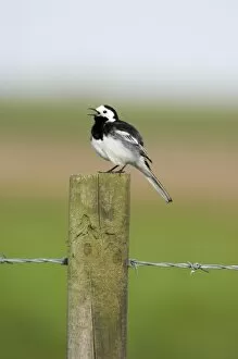 Images Dated 13th May 2006: Pied Wagtail Motacilla alba male in song Norfolk spring