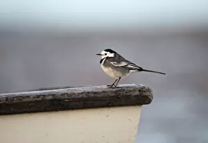 Images Dated 19th November 2008: Pied Wagtail Motacilla alba male in winter plumage Norfolk December