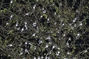 Images Dated 27th December 2009: Pied Wagtails Motacilla alba roosting in tree in shopping centre Kent December
