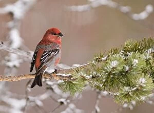 Images Dated 20th March 2006: Pine Grosbeak Pinicola enucleator male in forest Finnish Lapland March