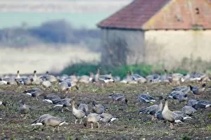 Images Dated 18th December 2005: Pink-footed Geese Anser brachyrhynchus on field feeding on sugar beet tops North