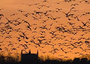 Images Dated 8th December 2005: Pink-footed Geese Anser brachyrhynchus flock silhouetted at sunset Holkham North
