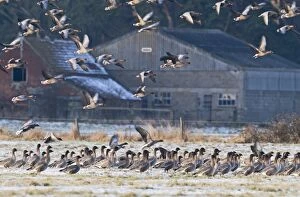 Images Dated 30th January 2010: Pink-footed Geese Anser brachyrhynchus at Holkham Norfolk January