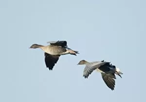 Images Dated 17th December 2005: Pink-footed Geese Anser brachyrhynchus North Norfolk winter