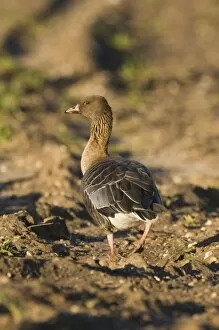 Images Dated 25th January 2006: Pink-footed Goose Anser brachyrhynchus feeding on beet field Norfolk winter