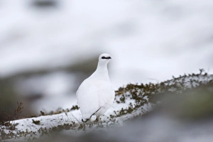 Ptarmigan Lagopus mutus female Cairngorm National Park Scotland January Ptarmigan Lagopus mutus female Cairngorm National Park Scotland January