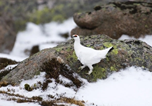 Ptarmigan Lagopus mutus male Cairngorm National Park Scotland January Ptarmigan Lagopus mutus male Cairngorm National Park Scotland January