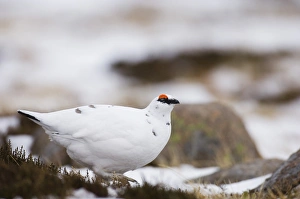 Ptarmigan Lagopus mutus male Scottish Highlands winter Ptarmigan Lagopus mutus male Scottish Highlands winter