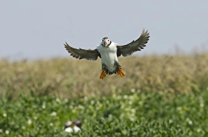 Puffin Fratercula arctica with beak full of sand eels Inner Farne Farne Islands Puffin Fratercula arctica with beak full of sand eels Inner Farne Farne Islands