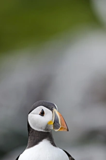 Puffin Fratercula arctica Farne Islands Northumberland July