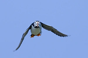 Puffin Fratercula arctica with fish Northumberland UK July Puffin Fratercula arctica with fish Northumberland UK July