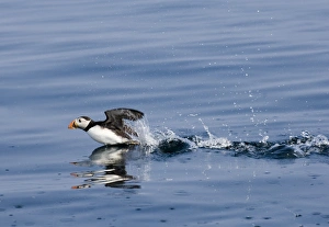 Puffin Fratercula artica taking off from sea UK summer Puffin Fratercula artica taking off from sea UK summer