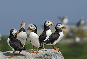 Puffins Fratercula arctica Inner Farne, Farne Islands Northumberland July Puffins Fratercula arctica Inner Farne, Farne Islands Northumberland July