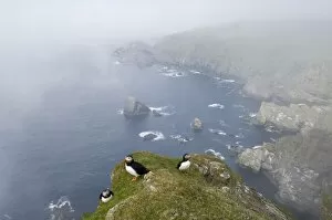 Images Dated 7th June 2006: Puffins Fratercula arctica in mist on cliffs at Hermaness NNR Unst Shetland June