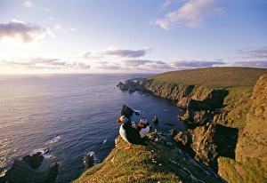 Puffins, Fratercula artica, on cliff top in late evening Puffins, Fratercula artica, on cliff top in late evening