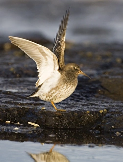 Purple Sandpiper Calidris maritima wing stretching Northumberland winter UK Purple Sandpiper Calidris maritima wing stretching Northumberland winter UK