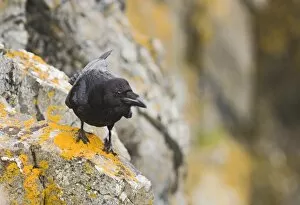 Images Dated 14th June 2006: Raven Corvus corax Shetland June