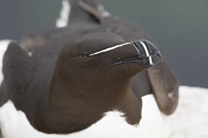Razorbill Alca torda Inner Farne Farne Islands Northumberland summer Razorbill Alca torda Inner Farne Farne Islands Northumberland summer