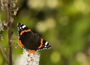 Images Dated 30th September 2005: Red Admiral in garden UK autumn