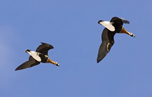 Red-breasted Geese Branta ruficollis Bulgaria winter Red-breasted Geese Branta ruficollis Bulgaria winter