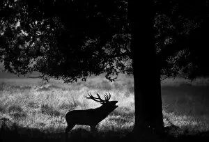 Black & White Gallery: Red Deer, Cervus elaphus, stag calling at dawn, autumn, UK