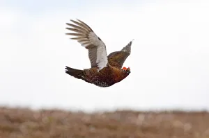 Red Grouse Lagopus lagopus Northumberland April Red Grouse Lagopus lagopus Northumberland April
