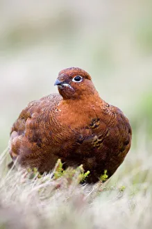 Red Grouse Lagopus lagopus Swaledale Yorkshire winter Red Grouse Lagopus lagopus Swaledale Yorkshire winter