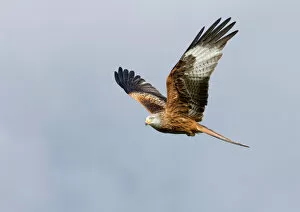 Red Kite Gallery: Red Kite Milvus milvus Mid Wales