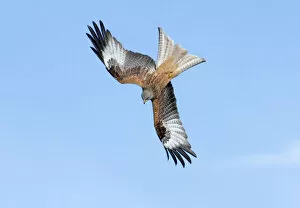 Images Dated 29th March 2006: Red Kite Milvus milvus Mid Wales March