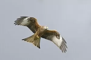 Images Dated 29th March 2006: Red Kite Milvus milvus Mid Wales winter