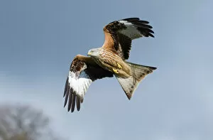 Flying Collection: Red Kite Milvus milvus Mid Wales winter