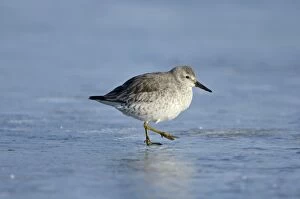 Red Knot Gallery: Red Knot Calidris canutus on iced over pool Cley Norfolk winter