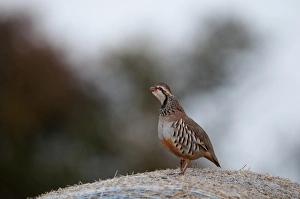 Red-legged Partridge Alectoris rufa on hay bale Norfolk Red-legged Partridge Alectoris rufa on hay bale Norfolk