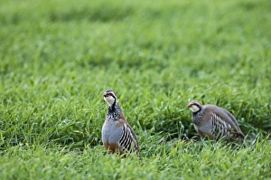 Red-legged Partridge Alectoris rufa Kelling Norfolk April Red-legged Partridge Alectoris rufa Kelling Norfolk April