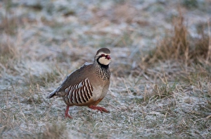 Red-legged Partridge Alectoris rufa Norfolk winter Red-legged Partridge Alectoris rufa Norfolk winter
