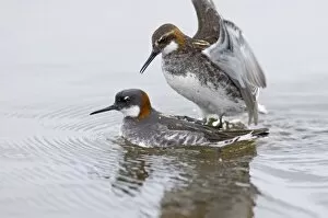 Images Dated 6th June 2006: Red-necked Phalaropes mating Shetland June