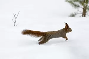 Images Dated 20th March 2006: Red Squirrel Sciurus vulgaris running across snow Finland winter