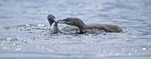 Images Dated 14th July 2004: Red-throated Diver, Gavia stellata, adult feeding young
