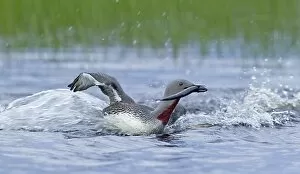 Images Dated 11th July 2004: Red-throated Diver, Gavia stellata, adult returning to breeding pool with fish for young