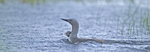 Red-throated Diver Gavia stellata with chick in the rain Red-throated Diver Gavia stellata with chick in the rain