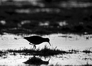 Redshank feeding at dusk Holkham Norfolk winter Redshank feeding at dusk Holkham Norfolk winter