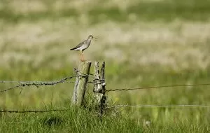 Images Dated 7th June 2006: Redshank Tringa totanus alarm calling from post close to nest Shetland summer