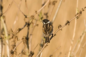 Reed Bunting Emberiza schoeniclus male in spring Norfolk UK Reed Bunting Emberiza schoeniclus male in spring Norfolk UK