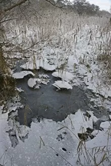 Reedbed at Ferry Lane Wood frozen Norfolk winter