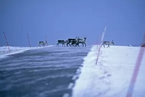 Images Dated 20th July 2009: Reindeer, Rangifer tarandus, walking across the road, Varanger, Arctic Norway, winter
