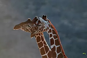 Reticulated Giraffe Giraffa camelopardalis Samburu Kenya