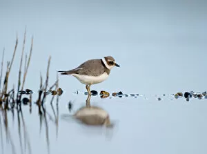 Images Dated 19th September 2006: Ringed Plover Charadrius hiaticula juvenile September Salthouse North Norfolk